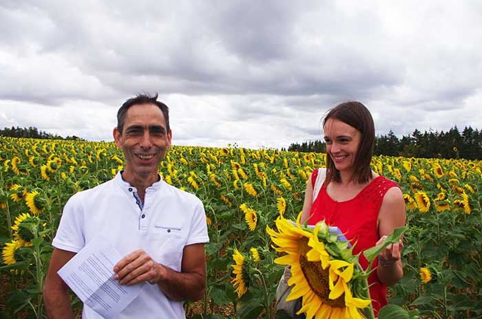 Tournesol